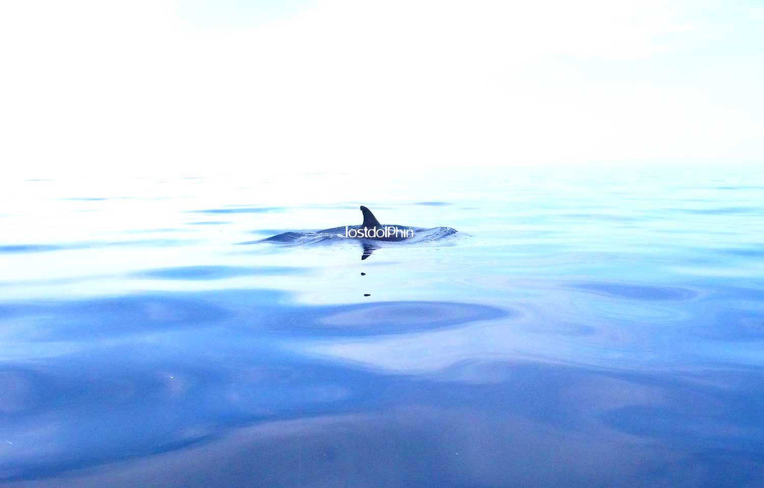 lost dolphin